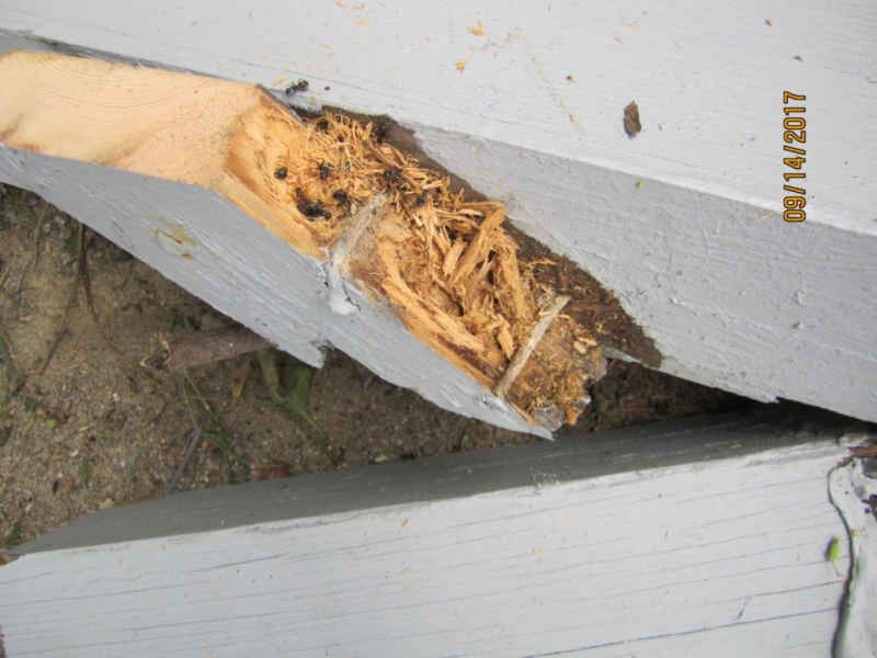 Damage from carpenter ants
